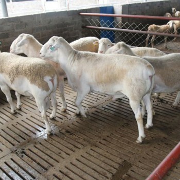 梁山县澳洲白羊和小尾寒羊改良杂交一代基础母羊多胎多羔效益高