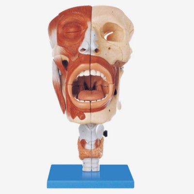 KAY/A13001鼻、口、咽、喉腔模型