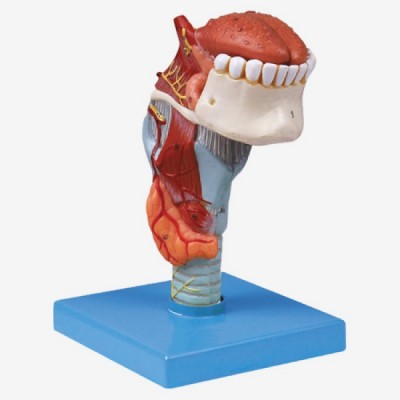 康谊牌KAY/A13003喉连舌、牙模型
