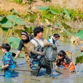 苏州研学基地趣味挖藕三六六社会实践邀你共赴田野体验探秘之旅