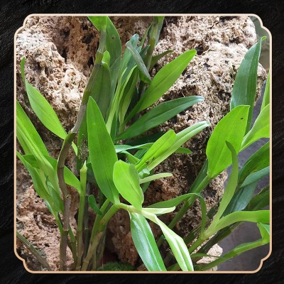 铁皮石斛固体饮料OEM代加工生产厂家山东