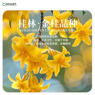 桂花酿月果酒oem生产地